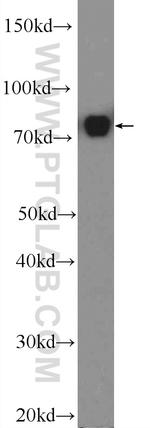 DEF6 Antibody in Western Blot (WB)