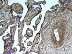 FH Antibody in Immunohistochemistry (Paraffin) (IHC (P))