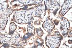 FH Antibody in Immunohistochemistry (Paraffin) (IHC (P))