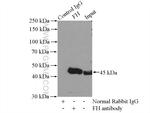 FH Antibody in Immunoprecipitation (IP)