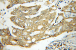 PSMC4 Antibody in Immunohistochemistry (Paraffin) (IHC (P))