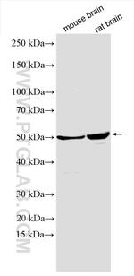 PSMC4 Antibody in Western Blot (WB)