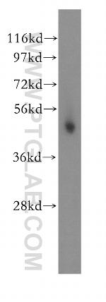 PSMC4 Antibody in Western Blot (WB)