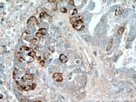 COX7A2L Antibody in Immunohistochemistry (Paraffin) (IHC (P))