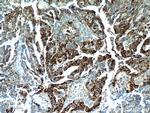 COX7A2L Antibody in Immunohistochemistry (Paraffin) (IHC (P))