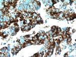 COX7A2L Antibody in Immunohistochemistry (Paraffin) (IHC (P))