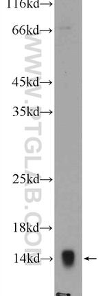 COX7A2L Antibody in Western Blot (WB)