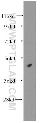 HAT1 Antibody in Western Blot (WB)