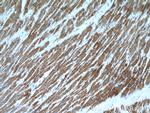 COX15 Antibody in Immunohistochemistry (Paraffin) (IHC (P))