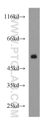 COX15 Antibody in Western Blot (WB)