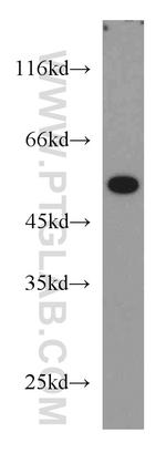 COX15 Antibody in Western Blot (WB)