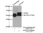GTF3C5 Antibody in Immunoprecipitation (IP)