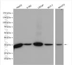 NQO1 Antibody in Western Blot (WB)