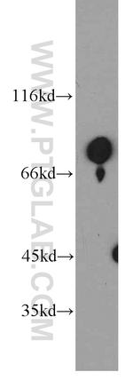 MIER1 Antibody in Western Blot (WB)