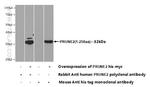PRUNE2 Antibody in Western Blot (WB)