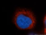 COX4I2 Antibody in Immunocytochemistry (ICC/IF)