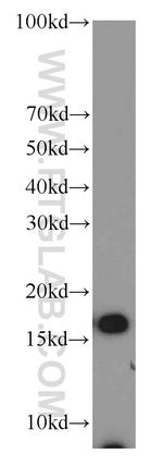 COX4I2 Antibody in Western Blot (WB)