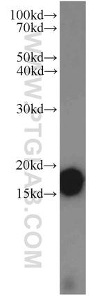 COX4I2 Antibody in Western Blot (WB)