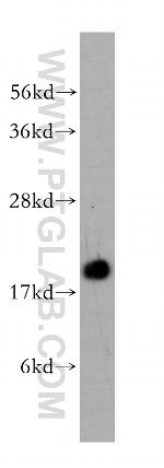 COX4I2 Antibody in Western Blot (WB)