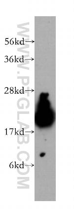 COX4I2 Antibody in Western Blot (WB)