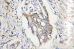 Calpain 2 Antibody in Immunohistochemistry (Paraffin) (IHC (P))