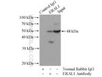 ERAL1 Antibody in Immunoprecipitation (IP)