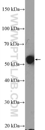 ERAL1 Antibody in Western Blot (WB)