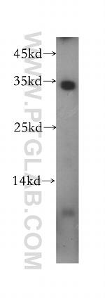 MPG Antibody in Western Blot (WB)