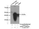 APOL1 Antibody in Immunoprecipitation (IP)