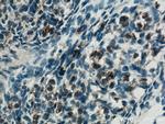 FGF18 Antibody in Immunohistochemistry (Paraffin) (IHC (P))