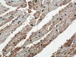 FGF18 Antibody in Immunohistochemistry (Paraffin) (IHC (P))