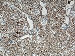 FGF18 Antibody in Immunohistochemistry (Paraffin) (IHC (P))