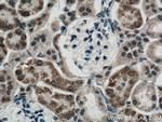 FGF18 Antibody in Immunohistochemistry (Paraffin) (IHC (P))