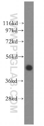 TFDP2 Antibody in Western Blot (WB)