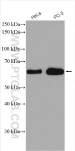 FRS2 Antibody in Western Blot (WB)