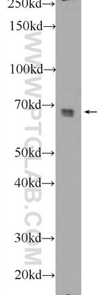 FRS2 Antibody in Western Blot (WB)