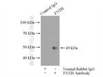 FNTB Antibody in Immunoprecipitation (IP)