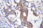 ASCC2 Antibody in Immunohistochemistry (Paraffin) (IHC (P))