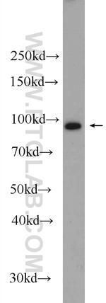 ASCC2 Antibody in Western Blot (WB)