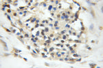 ORC5L Antibody in Immunohistochemistry (Paraffin) (IHC (P))