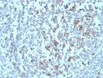 CD268/BAFFR/TNFRSF13C Antibody in Immunohistochemistry (Paraffin) (IHC (P))