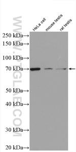 GRP78/BIP Antibody in Western Blot (WB)