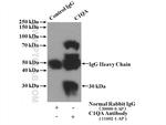 C1qA Antibody in Immunoprecipitation (IP)