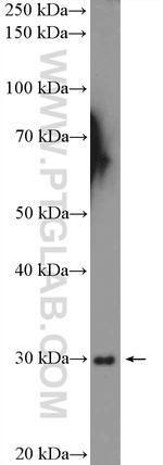 C1qA Antibody in Western Blot (WB)