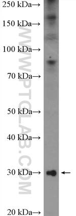 C1qA Antibody in Western Blot (WB)