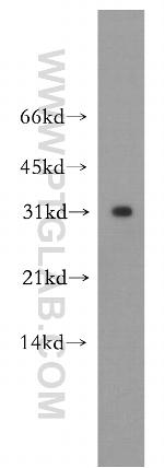 APH1A Antibody in Western Blot (WB)