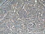 14-3-3 epsilon Antibody in Immunohistochemistry (Paraffin) (IHC (P))