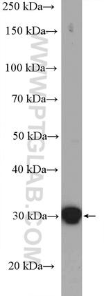 14-3-3 epsilon Antibody in Western Blot (WB)