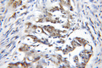 CBX3 Antibody in Immunohistochemistry (Paraffin) (IHC (P))