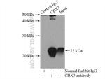 CBX3 Antibody in Immunoprecipitation (IP)